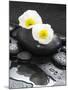 White Blossoms on Black Stones-Uwe Merkel-Mounted Photographic Print