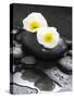 White Blossoms on Black Stones-Uwe Merkel-Stretched Canvas