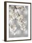 White Blossoms on Silver I-Kate Bennett-Framed Art Print