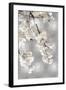 White Blossoms on Silver I-Kate Bennett-Framed Art Print