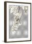 White Blossoms on Silver II-Kate Bennett-Framed Art Print