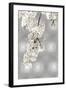 White Blossoms on Silver II-Kate Bennett-Framed Art Print