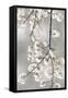 White Blossoms on Silver IV-Kate Bennett-Framed Stretched Canvas