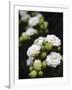 White blossoms-Anna Miller-Framed Photographic Print