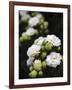 White blossoms-Anna Miller-Framed Photographic Print
