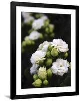 White blossoms-Anna Miller-Framed Photographic Print