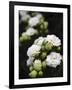 White blossoms-Anna Miller-Framed Photographic Print