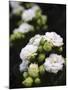 White blossoms-Anna Miller-Mounted Photographic Print