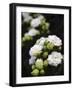 White blossoms-Anna Miller-Framed Photographic Print