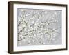 White Blossoms-Asia Jensen-Framed Art Print