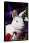 White, Blue-Eyed Polish Breed Rabbit in Petunias, Etc., Elburn, Illinois, USA-Lynn M^ Stone-Framed Stretched Canvas