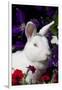 White, Blue-Eyed Polish Breed Rabbit in Petunias, Etc., Elburn, Illinois, USA-Lynn M^ Stone-Framed Photographic Print
