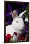 White, Blue-Eyed Polish Breed Rabbit in Petunias, Etc., Elburn, Illinois, USA-Lynn M^ Stone-Framed Photographic Print