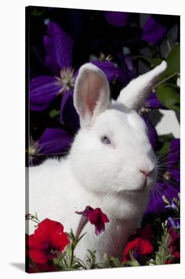 White, Blue-Eyed Polish Breed Rabbit in Petunias, Etc., Elburn, Illinois, USA-Lynn M^ Stone-Stretched Canvas