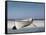 White Boat on Beach-Zhen-Huan Lu-Framed Stretched Canvas