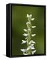 White Bog Orchid (Habenaria Dilatata), Waterton Lakes National Park, Alberta, Canada, North America-James Hager-Framed Stretched Canvas