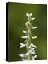 White Bog Orchid (Habenaria Dilatata), Waterton Lakes National Park, Alberta, Canada, North America-James Hager-Stretched Canvas