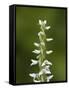 White Bog Orchid (Habenaria Dilatata), Waterton Lakes National Park, Alberta, Canada, North America-James Hager-Framed Stretched Canvas