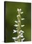 White Bog Orchid (Habenaria Dilatata), Waterton Lakes National Park, Alberta, Canada, North America-James Hager-Stretched Canvas