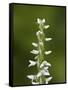 White Bog Orchid (Habenaria Dilatata), Waterton Lakes National Park, Alberta, Canada, North America-James Hager-Framed Stretched Canvas