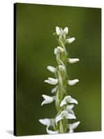 White Bog Orchid (Habenaria Dilatata), Waterton Lakes National Park, Alberta, Canada, North America-James Hager-Stretched Canvas