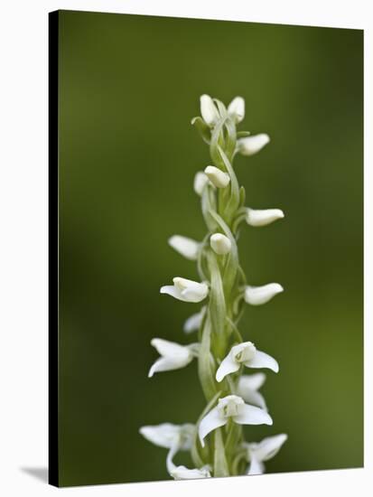 White Bog Orchid (Habenaria Dilatata), Waterton Lakes National Park, Alberta, Canada, North America-James Hager-Stretched Canvas