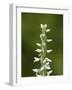 White Bog Orchid (Habenaria Dilatata), Waterton Lakes National Park, Alberta, Canada, North America-James Hager-Framed Photographic Print