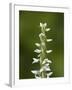 White Bog Orchid (Habenaria Dilatata), Waterton Lakes National Park, Alberta, Canada, North America-James Hager-Framed Photographic Print