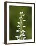 White Bog Orchid (Habenaria Dilatata), Waterton Lakes National Park, Alberta, Canada, North America-James Hager-Framed Photographic Print