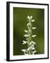 White Bog Orchid (Habenaria Dilatata), Waterton Lakes National Park, Alberta, Canada, North America-James Hager-Framed Photographic Print