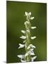 White Bog Orchid (Habenaria Dilatata), Waterton Lakes National Park, Alberta, Canada, North America-James Hager-Mounted Photographic Print