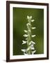 White Bog Orchid (Habenaria Dilatata), Waterton Lakes National Park, Alberta, Canada, North America-James Hager-Framed Photographic Print