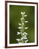 White Bog Orchid (Habenaria Dilatata), Waterton Lakes National Park, Alberta, Canada, North America-James Hager-Framed Photographic Print