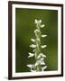 White Bog Orchid (Habenaria Dilatata), Waterton Lakes National Park, Alberta, Canada, North America-James Hager-Framed Photographic Print