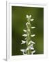 White Bog Orchid (Habenaria Dilatata), Waterton Lakes National Park, Alberta, Canada, North America-James Hager-Framed Photographic Print