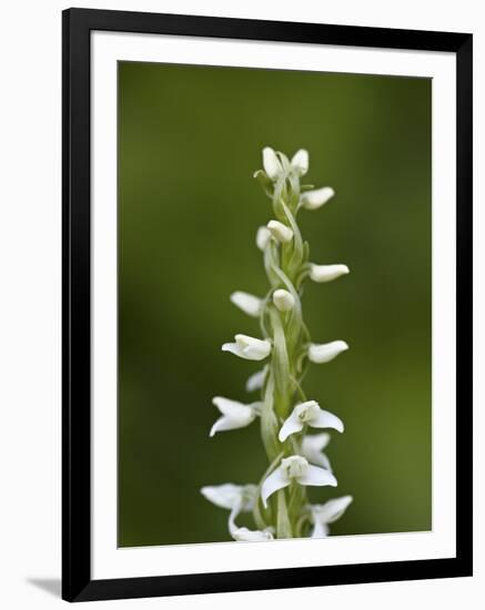 White Bog Orchid (Habenaria Dilatata), Waterton Lakes National Park, Alberta, Canada, North America-James Hager-Framed Photographic Print