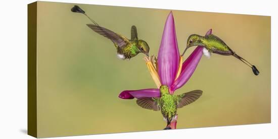 White-booted racket-tail hummingbirds, Ecuador-Art Wolfe Wolfe-Stretched Canvas