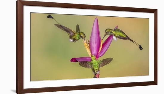 White-booted racket-tail hummingbirds, Ecuador-Art Wolfe Wolfe-Framed Photographic Print