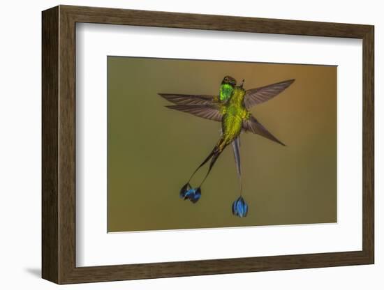 White-booted racket-tail hummingbirds, Ecuador-Art Wolfe Wolfe-Framed Photographic Print