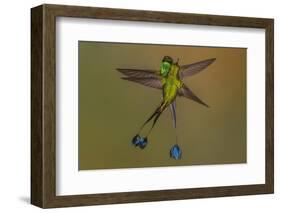 White-booted racket-tail hummingbirds, Ecuador-Art Wolfe Wolfe-Framed Photographic Print