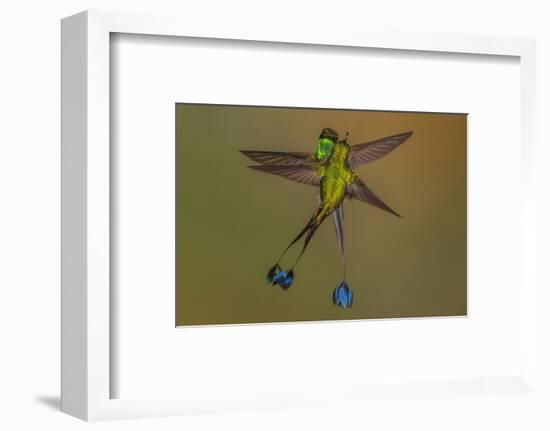 White-booted racket-tail hummingbirds, Ecuador-Art Wolfe Wolfe-Framed Photographic Print