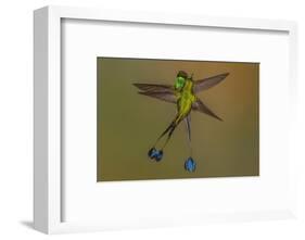 White-booted racket-tail hummingbirds, Ecuador-Art Wolfe Wolfe-Framed Photographic Print