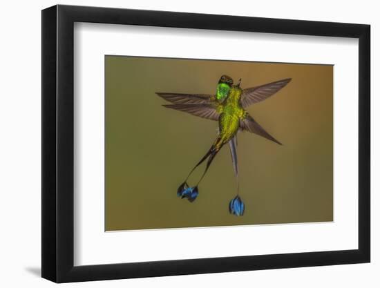 White-booted racket-tail hummingbirds, Ecuador-Art Wolfe Wolfe-Framed Photographic Print