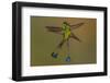 White-booted racket-tail hummingbirds, Ecuador-Art Wolfe Wolfe-Framed Photographic Print