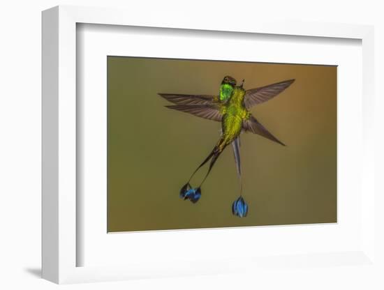 White-booted racket-tail hummingbirds, Ecuador-Art Wolfe Wolfe-Framed Photographic Print