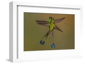 White-booted racket-tail hummingbirds, Ecuador-Art Wolfe Wolfe-Framed Photographic Print