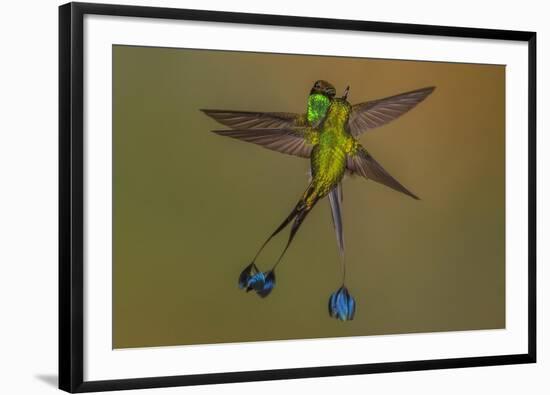 White-booted racket-tail hummingbirds, Ecuador-Art Wolfe Wolfe-Framed Photographic Print