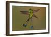 White-booted racket-tail hummingbirds, Ecuador-Art Wolfe Wolfe-Framed Photographic Print