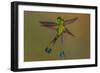 White-booted racket-tail hummingbirds, Ecuador-Art Wolfe Wolfe-Framed Photographic Print