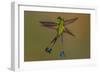 White-booted racket-tail hummingbirds, Ecuador-Art Wolfe Wolfe-Framed Photographic Print